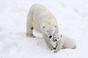 Images Dated 10th April 2017: Mammal. Polar Bear in snow, with its 4 month old cub