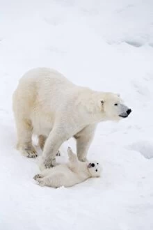 Images Dated 10th April 2017: Mammal. Polar Bear in snow, with its 4 month old cub