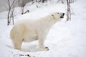 Mammal. Polar Bear in snow, ( female )