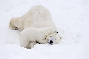 Images Dated 10th April 2017: Mammal. Polar Bear in snow, ( female ) hugging 4