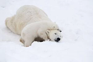 Images Dated 10th April 2017: Mammal. Polar Bear in snow, ( female ) hugging 4