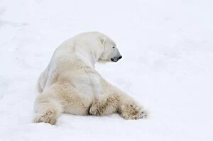 Mammal. Polar Bear in snow, ( male )