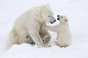 Images Dated 10th April 2017: Mammal. Polar Bear in snow, play with its 4 month old cub