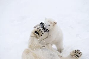 Images Dated 10th April 2017: Mammal. Polar Bear in snow, play with its 4 month old cub
