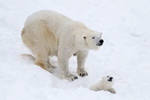 Images Dated 10th April 2017: Mammal. Polar Bear in snow, playing with its 4 month old cub
