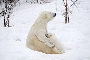 Images Dated 10th April 2017: Mammal. Polar Bear in snow, suckling 4 month old cub