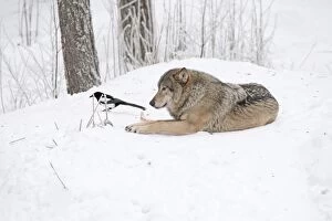 Mammal. Wolf with Magpie in snow