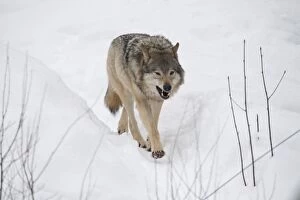 MAMMAL. Wolf in snow
