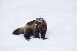 MAMMAL. Wolverine in snow
