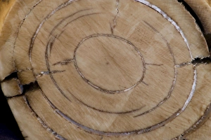 Extinct Collection: Mammoth Tusk - Cross section - North Yakutia - Russia - 25, 000 years old