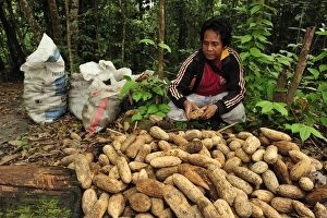 Man - collecting seed of Borneo ironwood