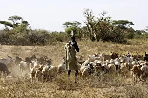 Man - hearding goats