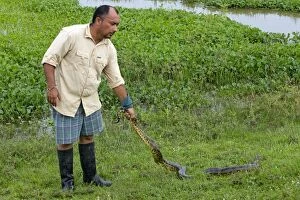Man holding Anaconda tail