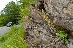 Images Dated 31st May 2013: Man Orchid very close to the road with a car in background