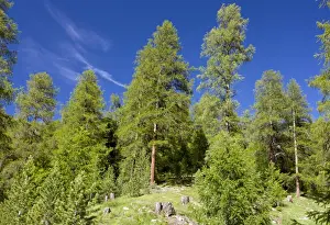 Montane Prints: Managed natural Larch forest - in the Upper Engadin valley - alps - Switzerland