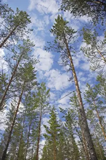 From Below Prints: Managed Pine Forest Finland LA003416