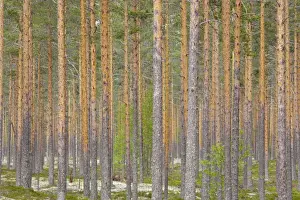 From Below Prints: Managed Pine Forest Finland LA003422