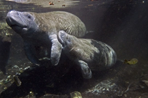 Manatee - calf suckling on the teat under her mothers flipper Manatee - calf suckling on the teat under her mothers flipper