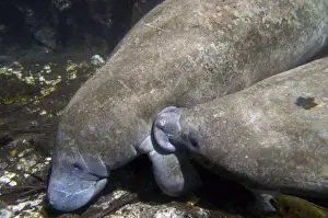 Manatee - cow suckling her calf (the teat is under her flipper where it joins the body) Silver Springs - Florida - USA