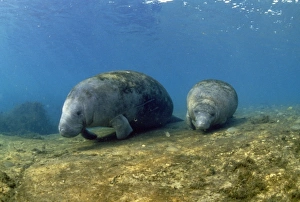 Images Dated 6th November 2009: Manatee Crysal RIver, FLorida USA