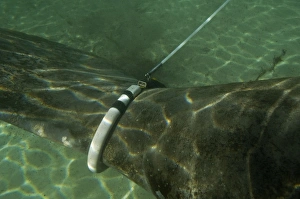 Manatee - huge tag attached to female Manatee - pulls a recording device along the surface of the water so scientists Manatee - huge tag attached to female Manatee - pulls a recording device along the surface of the water so scientists