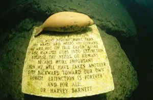 Conservation Prints: The Manatee Monument - at the bottom of King Spring