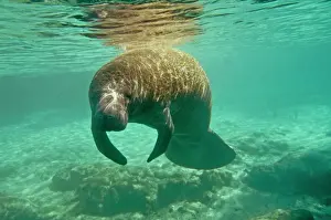 Sleeping Prints: Manatee - sleeping as she drifts near the surface of Silver springs - Florida - USA