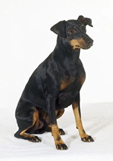 Images Dated 31st July 2007: Manchester Terrier Dog
