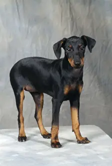 Manchester Terrier Dog JD 10727 © John Daniels / ardea. com