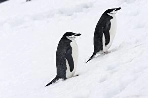 Images Dated 30th October 2006: Manchots a jugulaire sur Half Moon Island Penisule antarctique