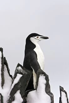 Images Dated 30th October 2006: Manchots a jugulaire sur Half Moon Island Penisule antarctique