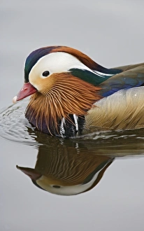 Images Dated 13th April 2007: Mandarin duck – close up of male Norfolk UK 004269
