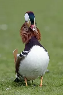 Mandarin Duck - drake displaying to duck during breeding season