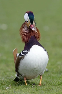 Mandarin Duck - drake displaying to duck during breeding season Mandarin Duck - drake displaying to duck during breeding season