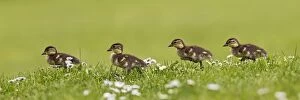 Images Dated 17th May 2012: Mandarin Duck - ducklings running in flowers