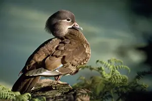 Mandarin Duck - female