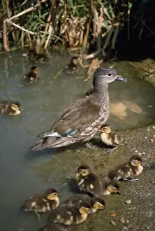 Mandarin Prints: Mandarin Duck - female & ducklings