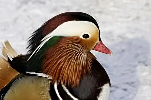 Images Dated 28th January 2005: Mandarin Duck - male