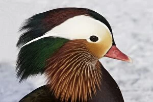 Images Dated 28th January 2005: Mandarin Duck - male