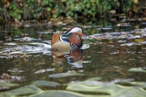 Images Dated 22nd October 2009: Mandarin Duck - male displaying on lake - Germany
