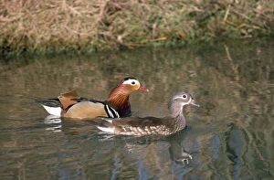 Images Dated 25th June 2010: Mandarin Duck - male & female