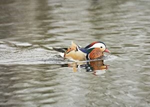 Images Dated 13th April 2007: Mandarin Duck – male swimming Norfolk UK 004306