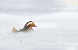 Images Dated 28th September 2010: Mandarin Duck - in mist & snow