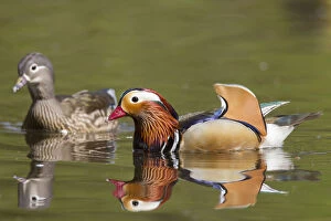Duck Gallery: Mandarin Duck - pair - Germany