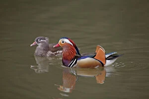 Male Gallery: Mandarin Duck - pair swimming on lake