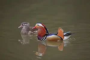 Couples Prints: Mandarin Duck - pair swimming on lake - Hessen - Germany