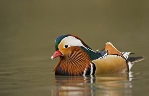 Images Dated 9th February 2007: Mandarin Duck Portrait of male on the water South East England, UK, Europe