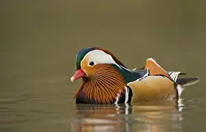 Mandarin Duck Portrait of male on the water South East England, UK, Europe