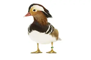 Mandarin Prints: Mandarin Duck - in studio