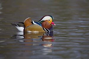 Images Dated 18th December 2012: Mandarin Duck - winter